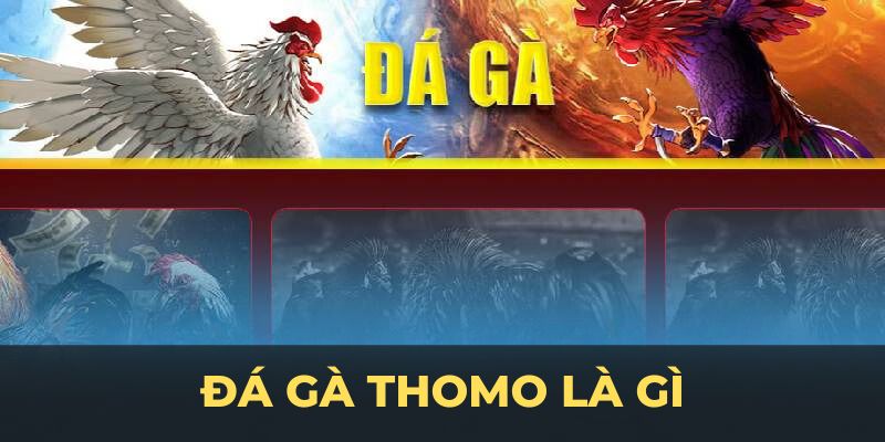 đá gà thomo là gì