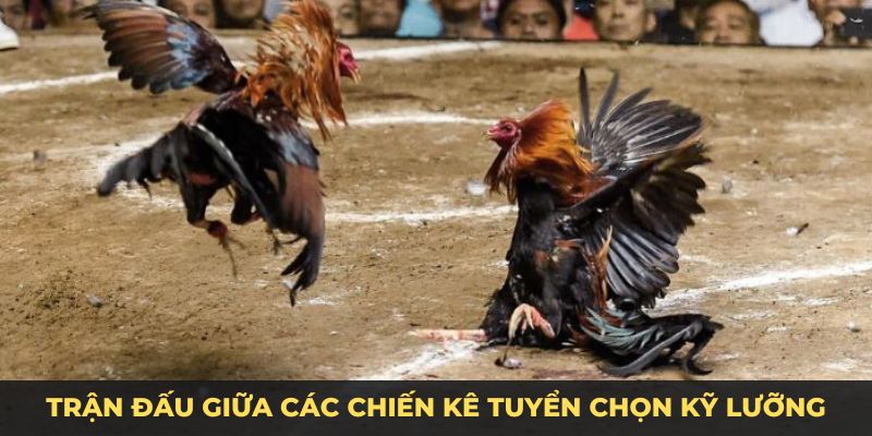 Trận đấu giữa các chiến kê tuyển chọn kỹ lưỡng